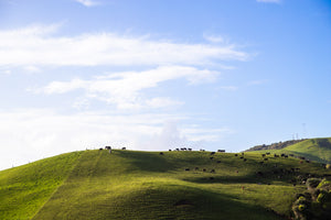 Green Hills of New Zealand - Chronicles of Christie